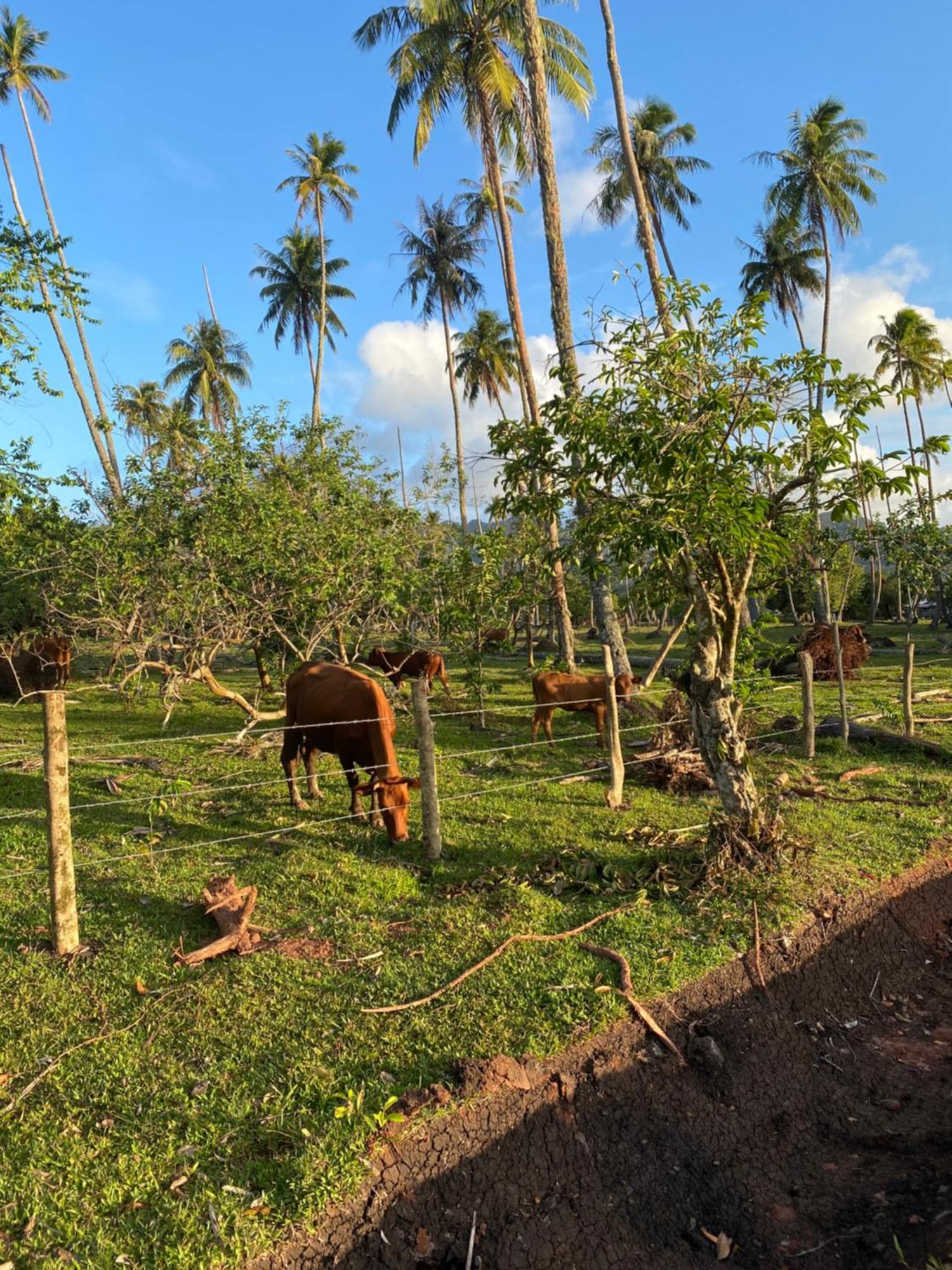 Huahine Serenity Cottage Maroe Bagian luar foto