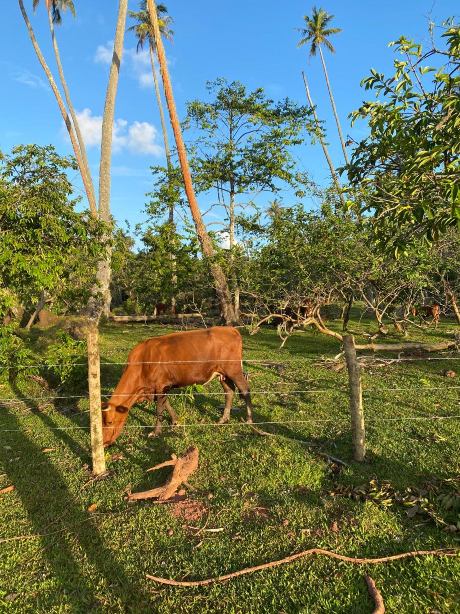 Huahine Serenity Cottage Maroe Bagian luar foto