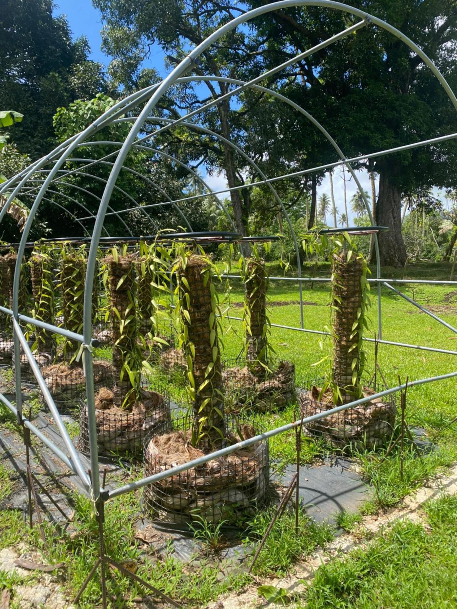 Huahine Serenity Cottage Maroe Bagian luar foto